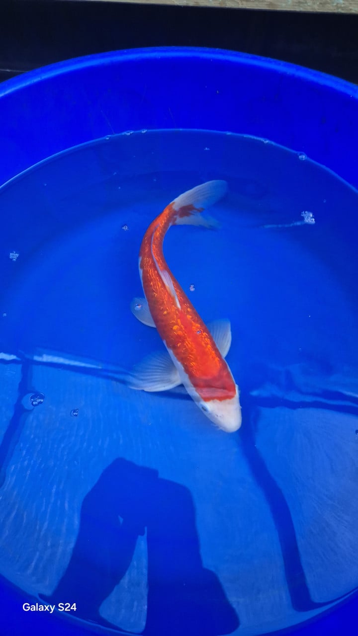 Ginrin kohaku