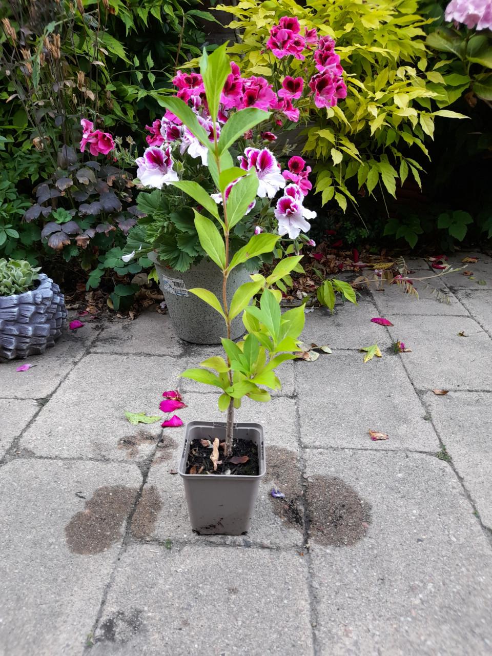 Vaste planten