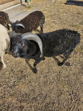 Ouessant ram