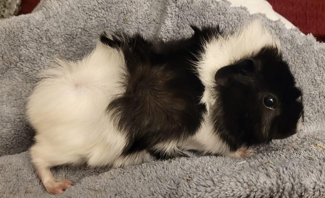 2 jonge cavia's  gratis te geef