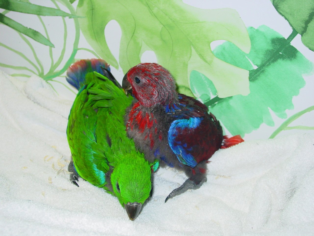 Dieren