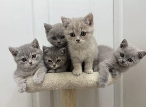 Britse korthaar kittens (nog 2 beschikbaar)