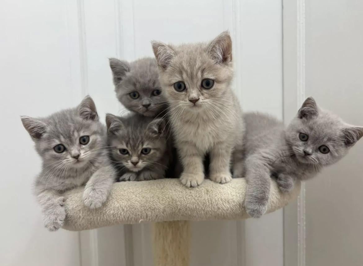 Britse korthaar kittens (nog 2 beschikbaar)