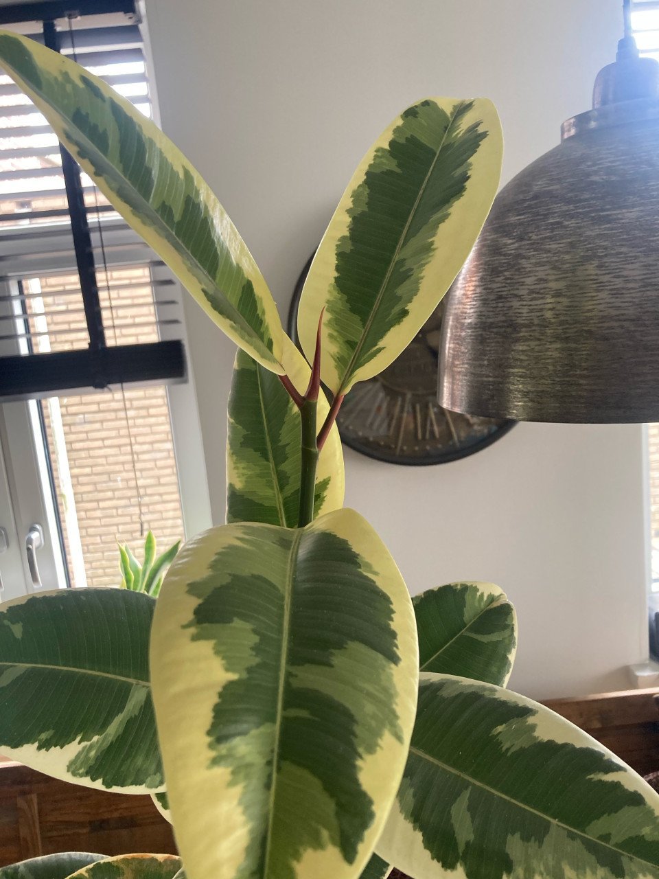 Ficus