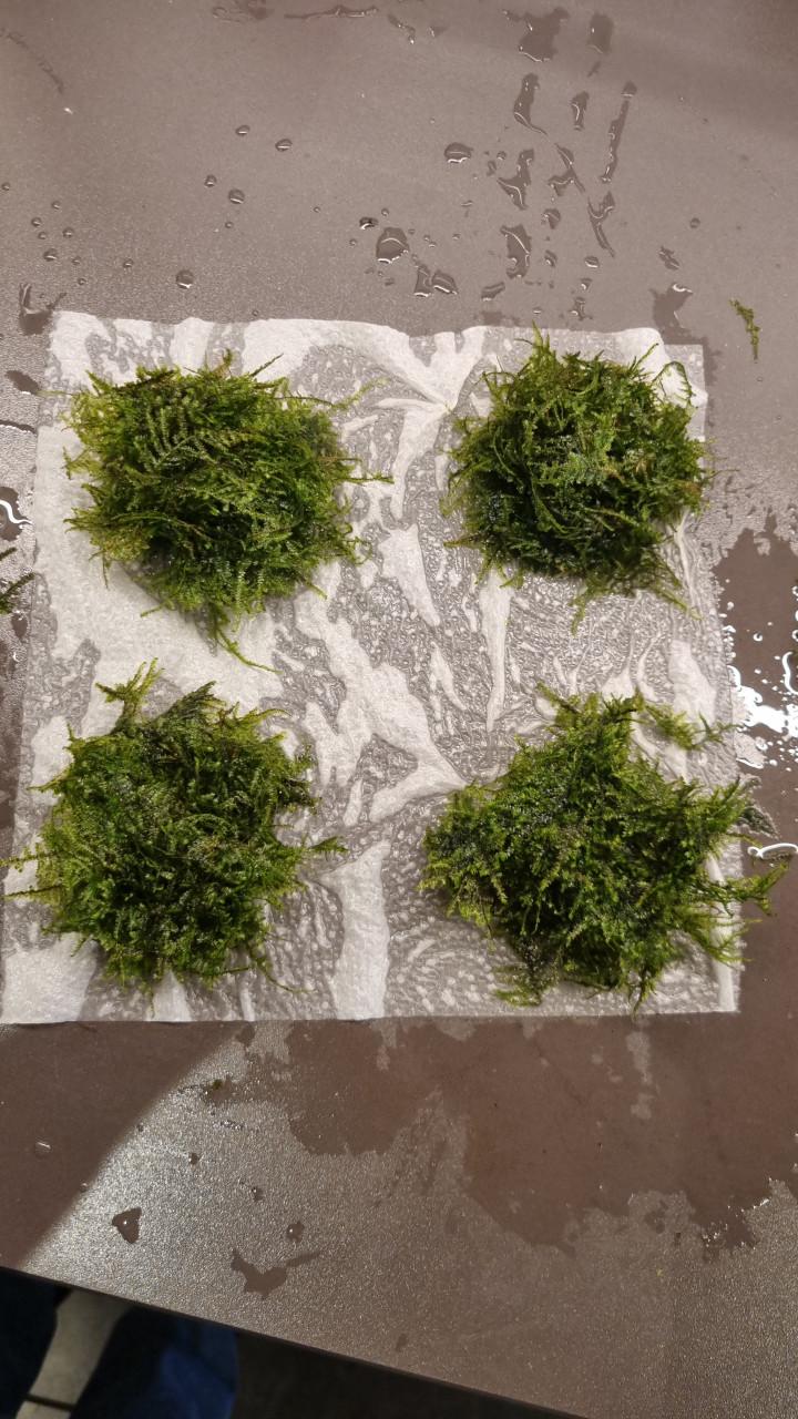 Mooie volle bosjes christmas moss (slakvrij!)