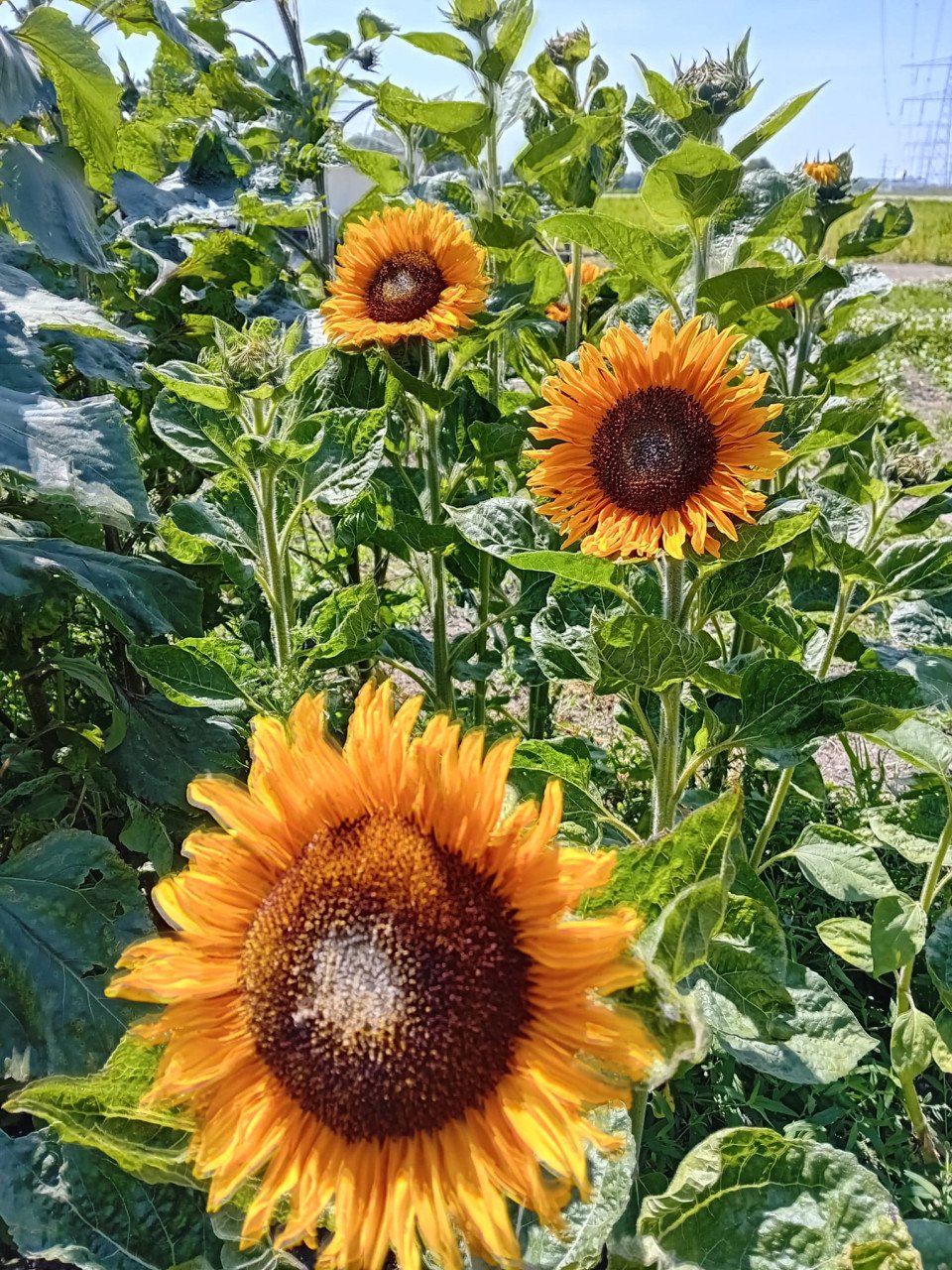 Bloemen