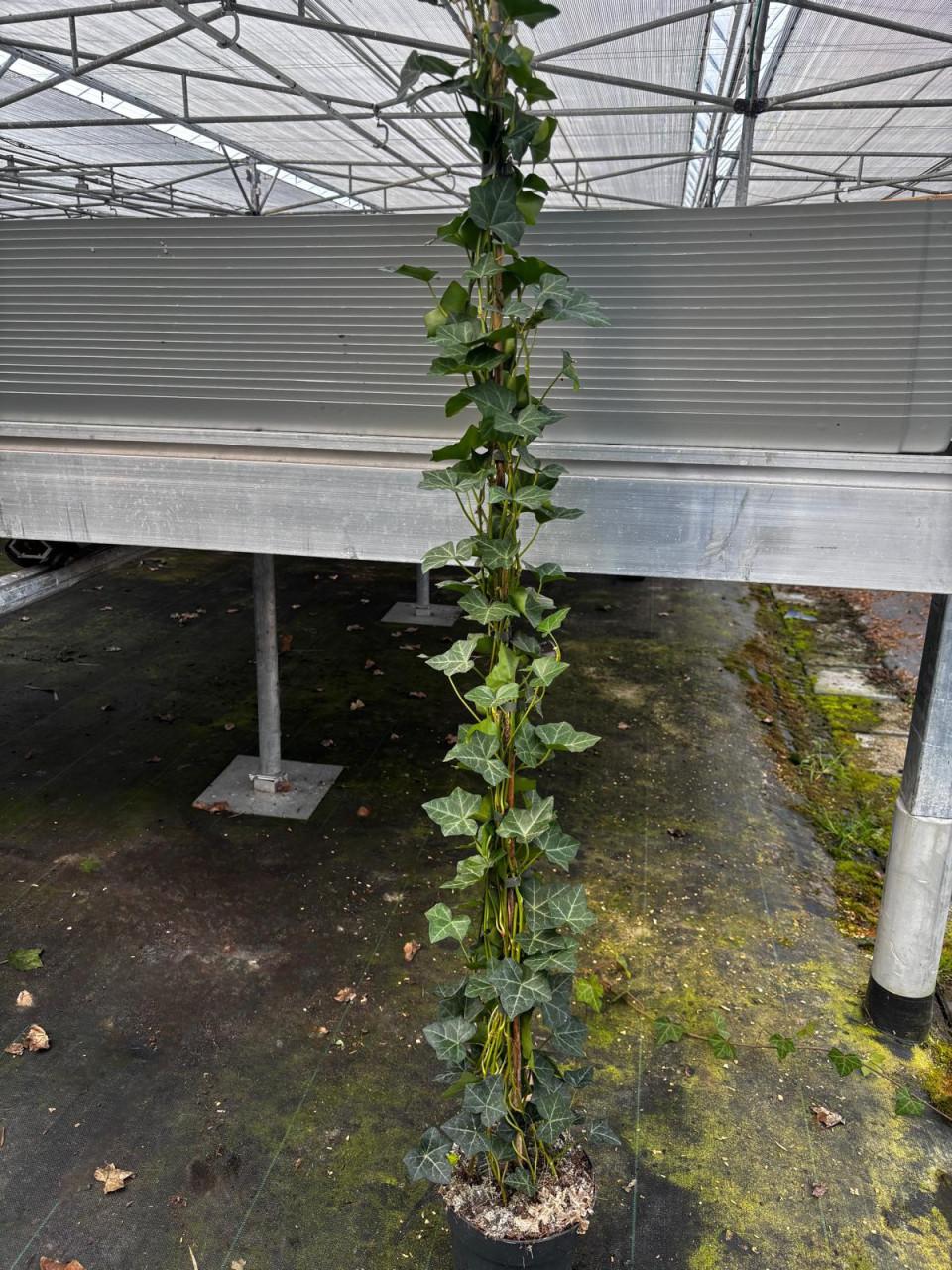 Hedera hibernica (klimop) Topkwaliteit in diverse maten.
