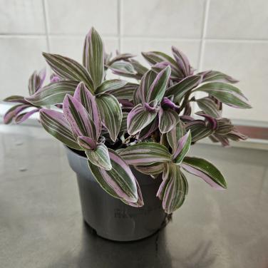 Plantje tradescantia?