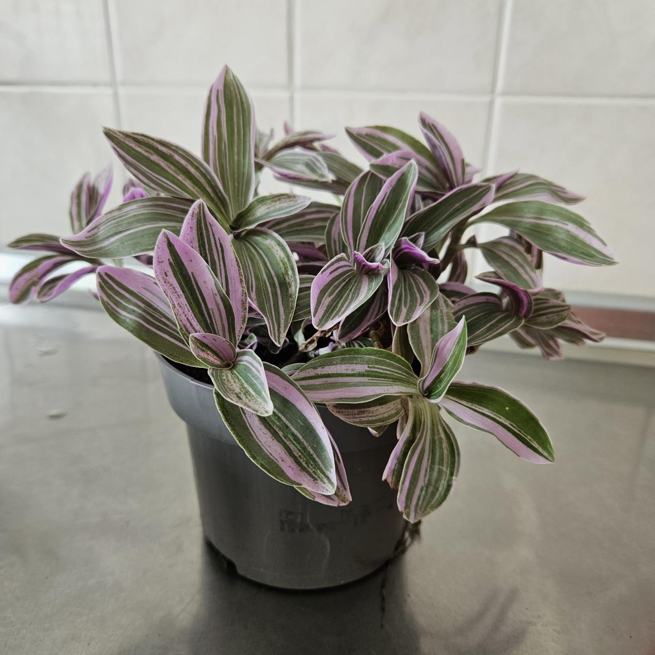 Plantje tradescantia?