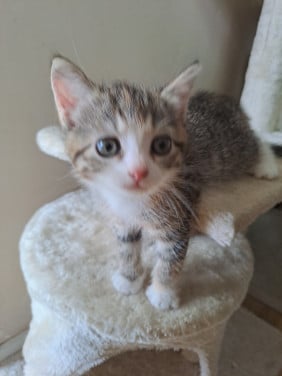 Te koop 2 jonge mooie kittens beide meisjes