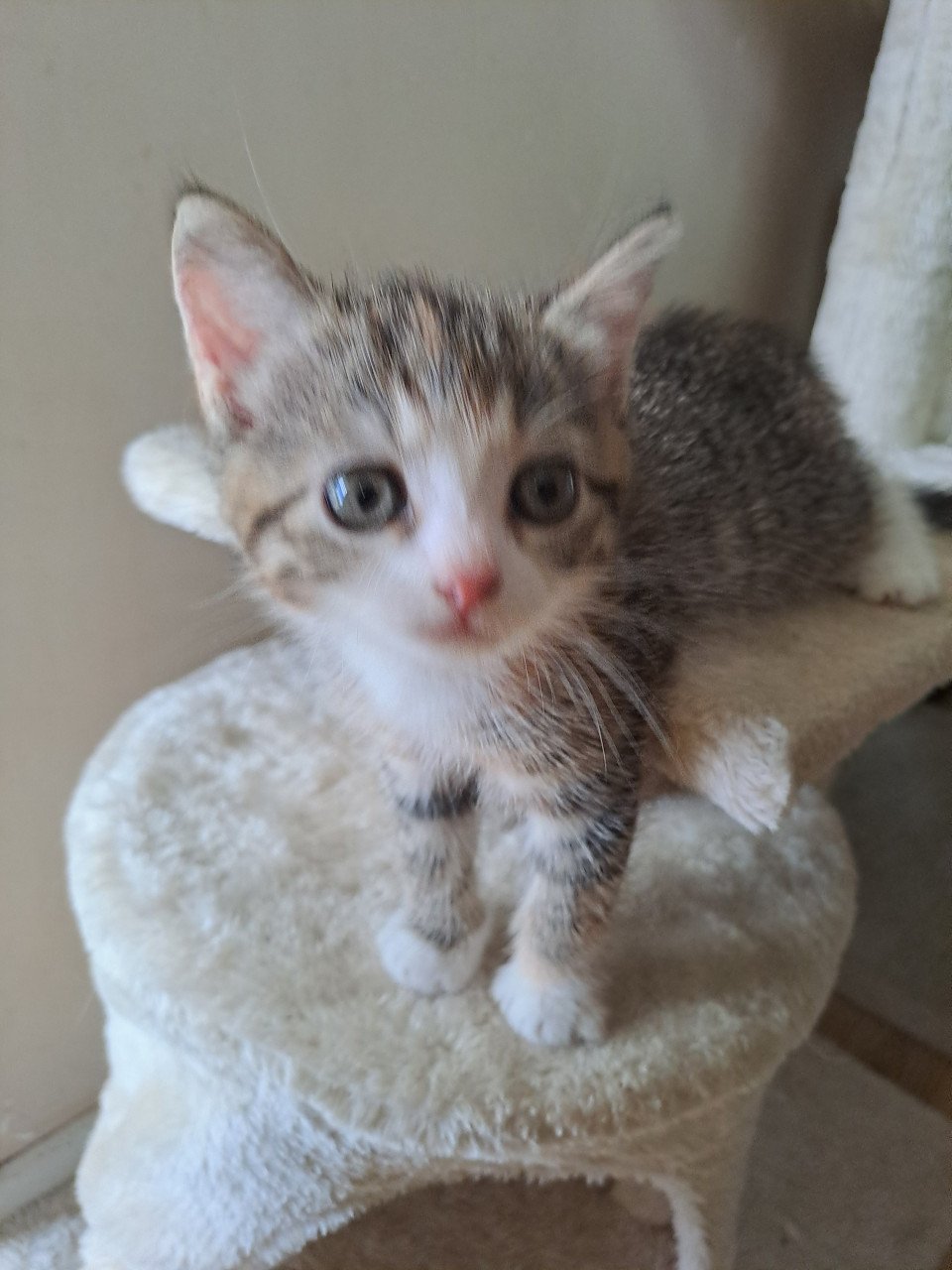 Te koop 2 jonge mooie kittens beide meisjes