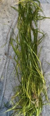 Vallisneria spiralis.