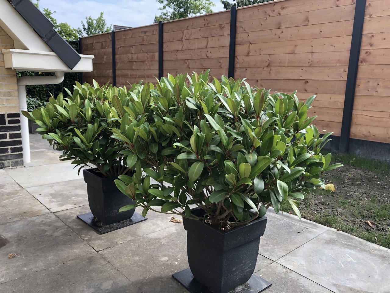 Twee Skimmia planten voor buiten