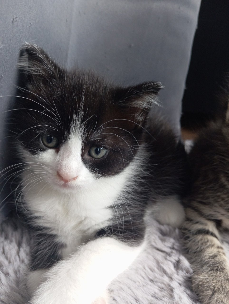 Kittens