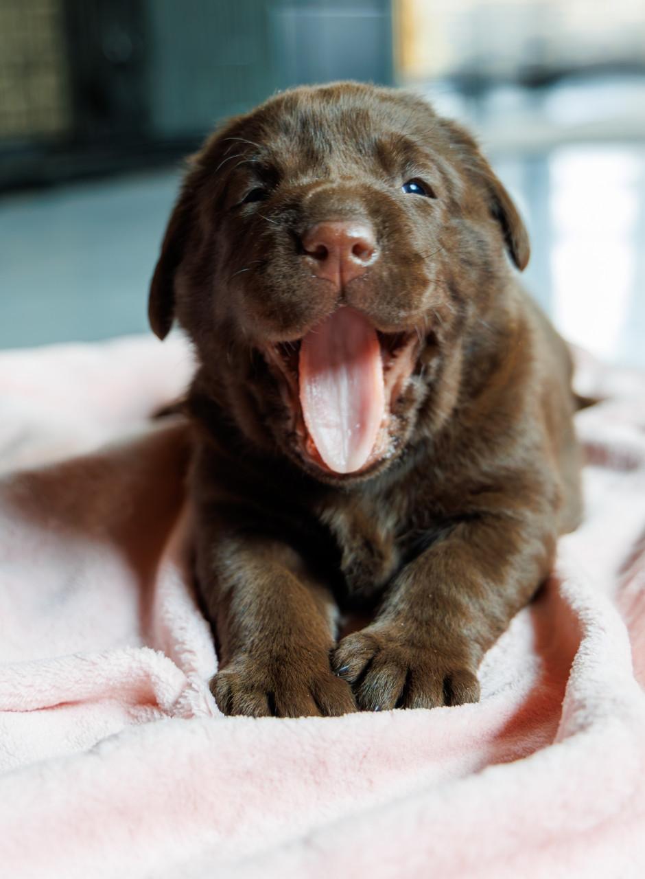 Chocolade Bruine Labrador Pups