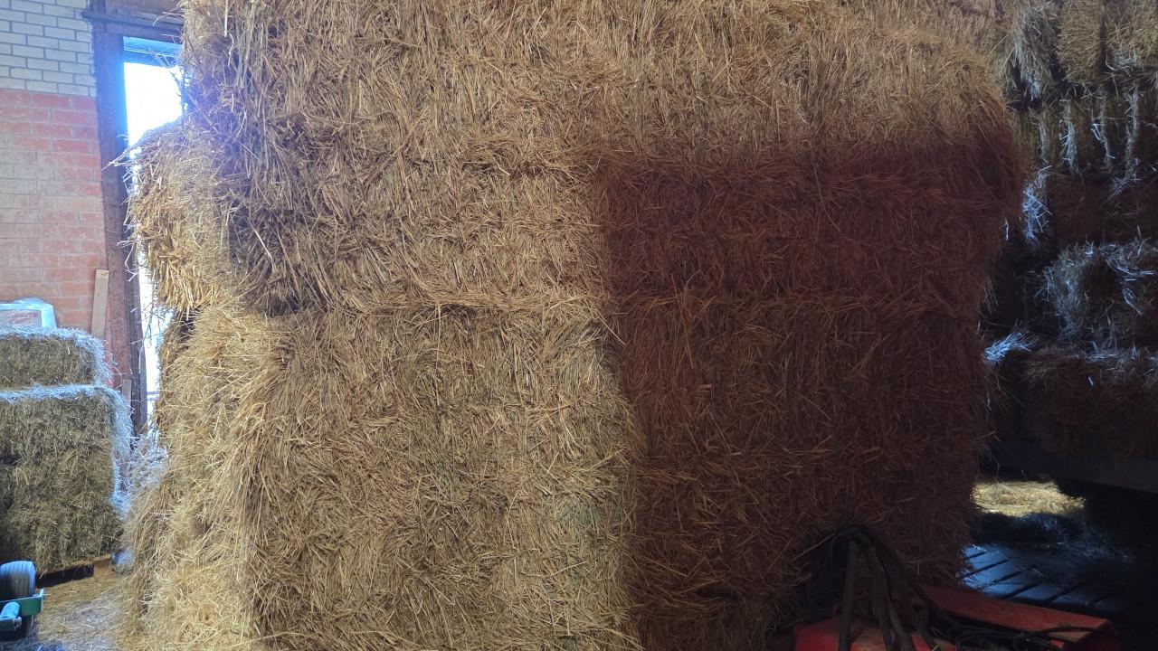 Te Koop Weidehooi grote pakken Graszaadhooi kleine balen 2 wikkelbalen