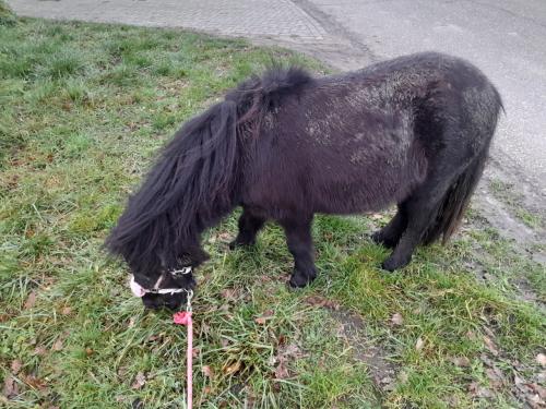 Te koop shetlander bijna 3 jaar onbeleerd.