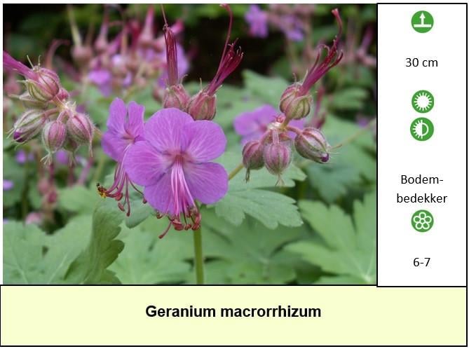 Het plantenkraampje is weer opgestart ! Kom zeker eens langs...