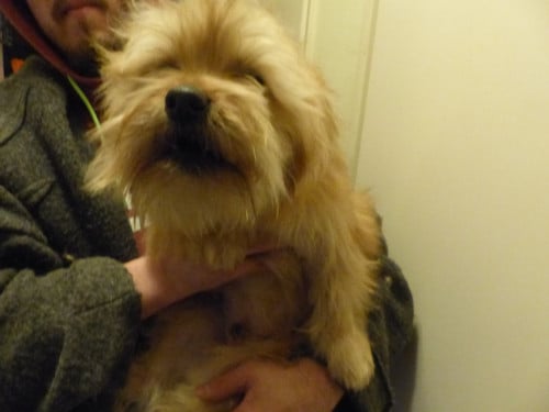2 pups reutjes moeder Maltezer vader Yorkshire Terrier GEZOND SPEELS LIEF