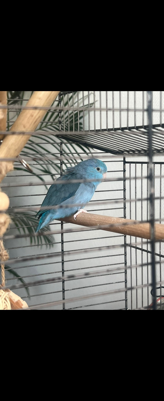 Blauwe dwerg papagaai