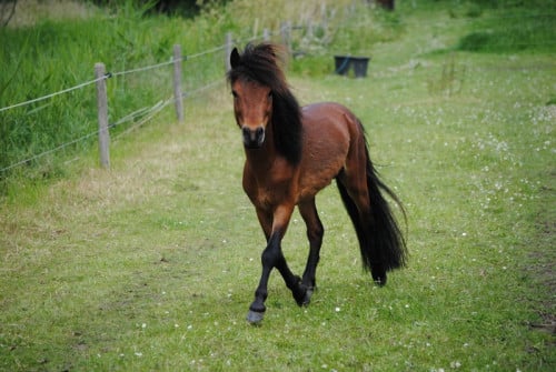 Raszuivere falabella hengst/ruin