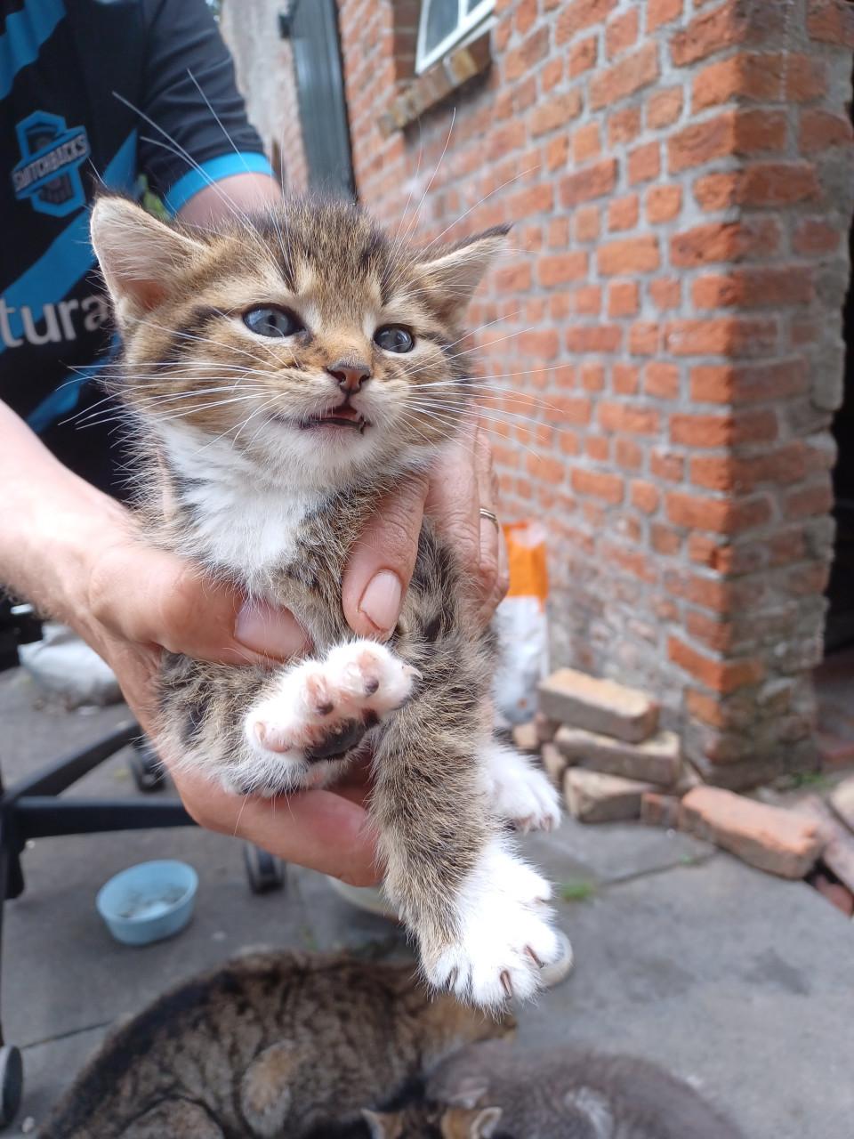 Kittens