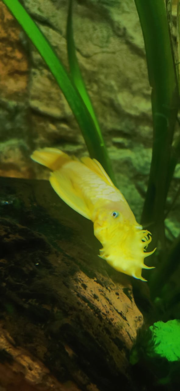 Compleet aquarium