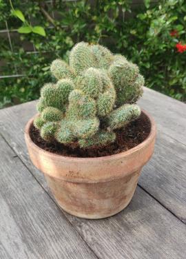 Cleistocactus winteri “Cristata” - Gouden rattenstaart