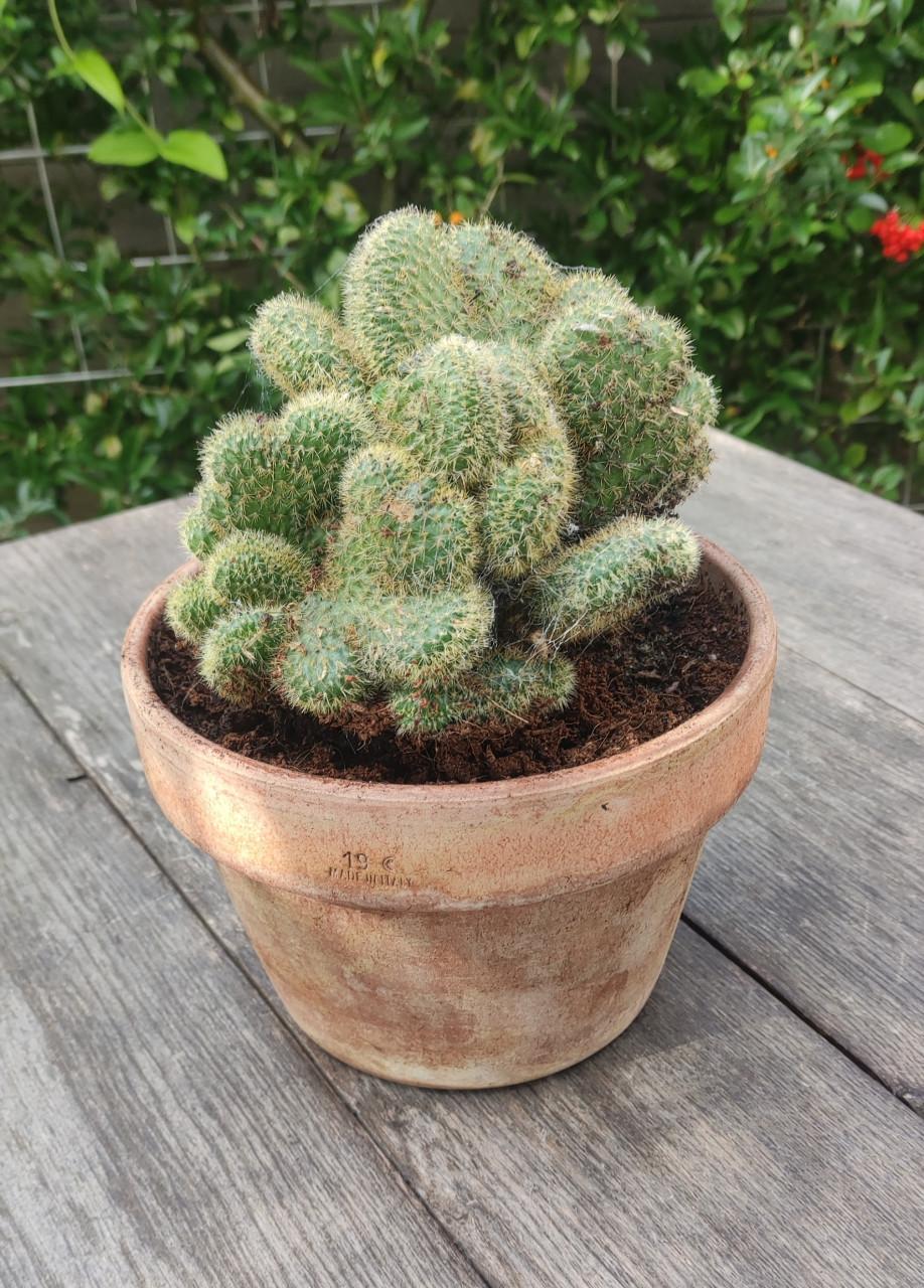 Cleistocactus winteri “Cristata” - Gouden rattenstaart