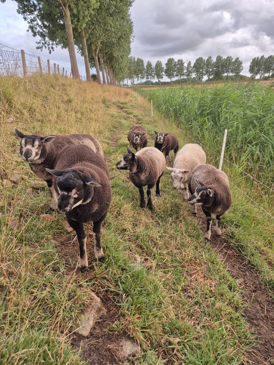 Schapen