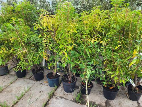 Prunus lusitanica B-kwaliteit