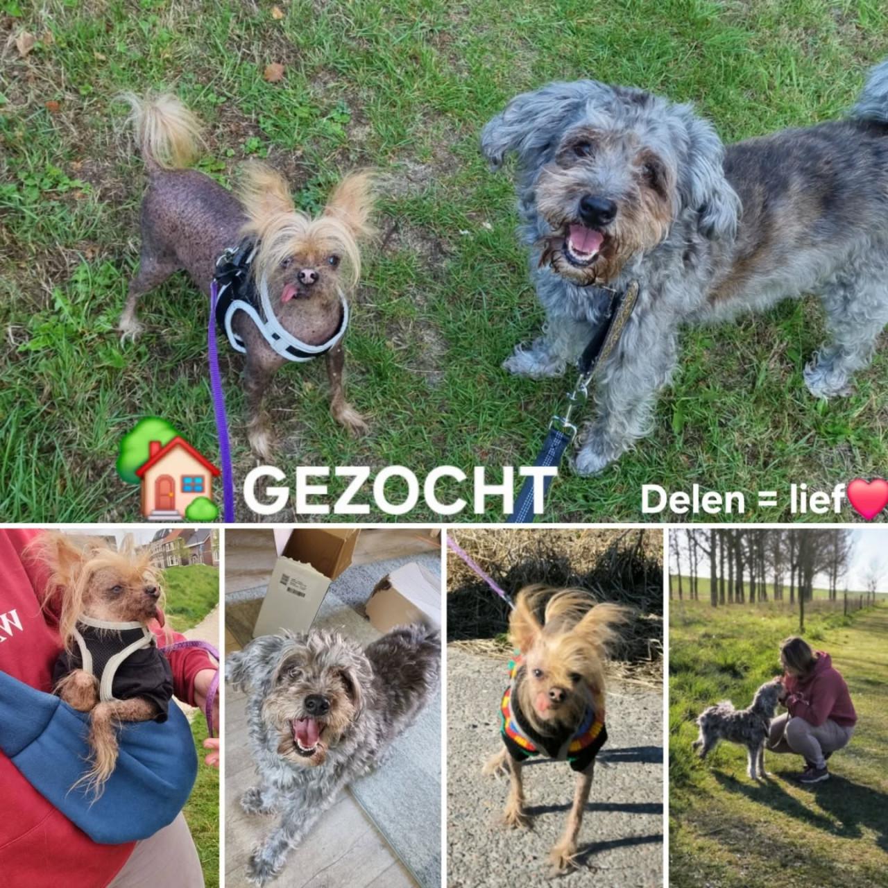 (Tijdelijk) huisje gezocht!