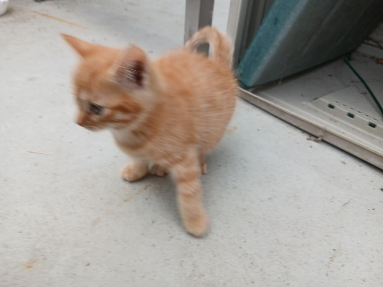Kittens