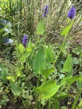 Mooie Vijverplant Snoekkruid