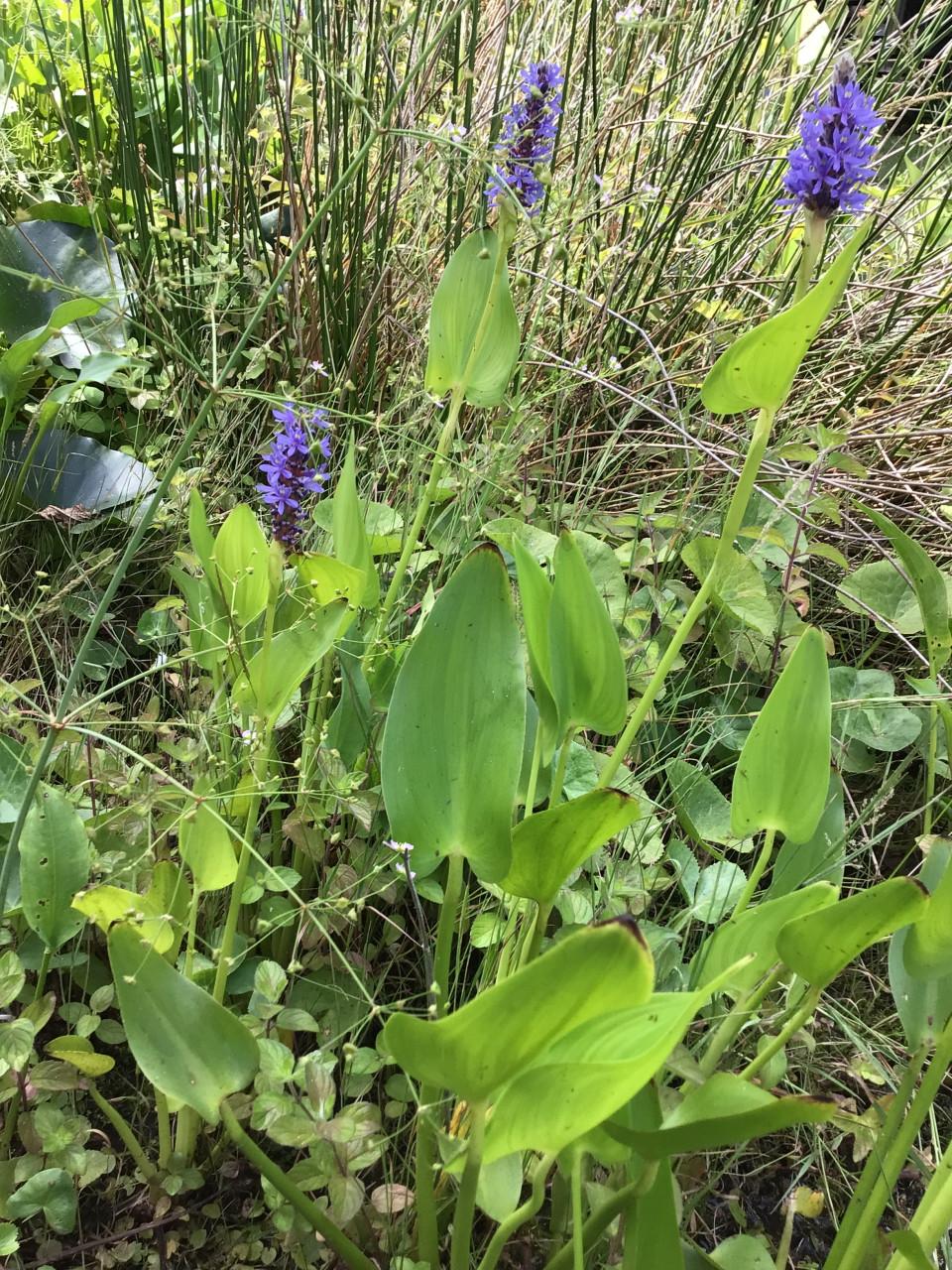 Mooie Vijverplant Snoekkruid