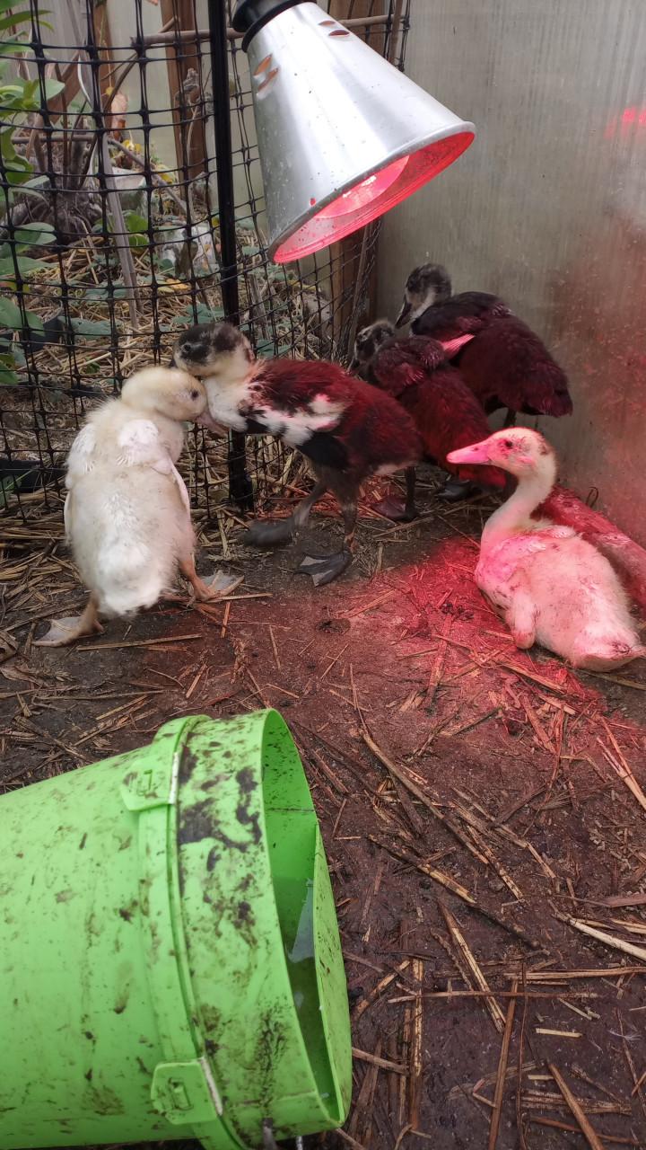 3 indische loopeenden