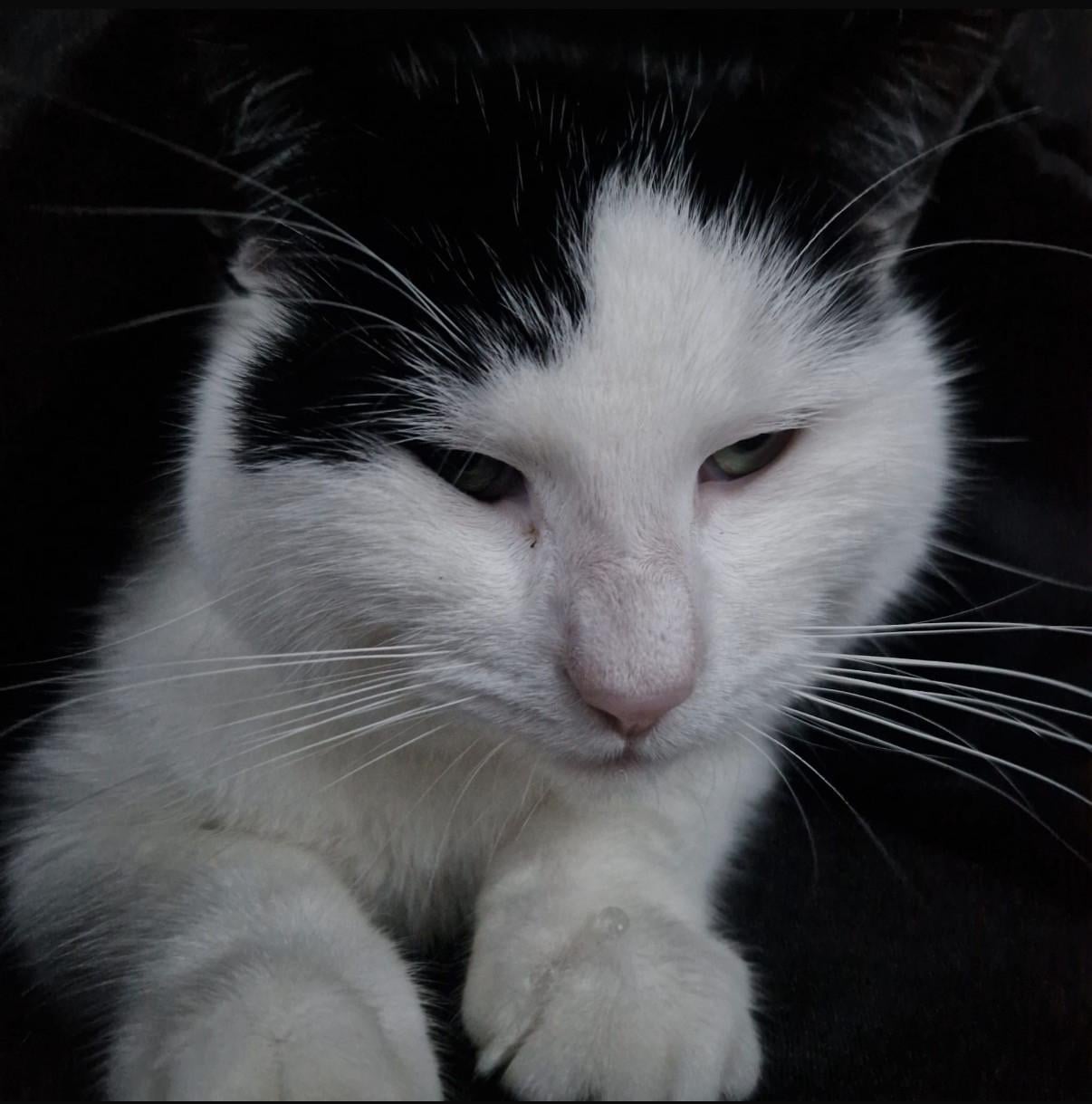 Lieve knuffelkat zoekt nieuw baasje
