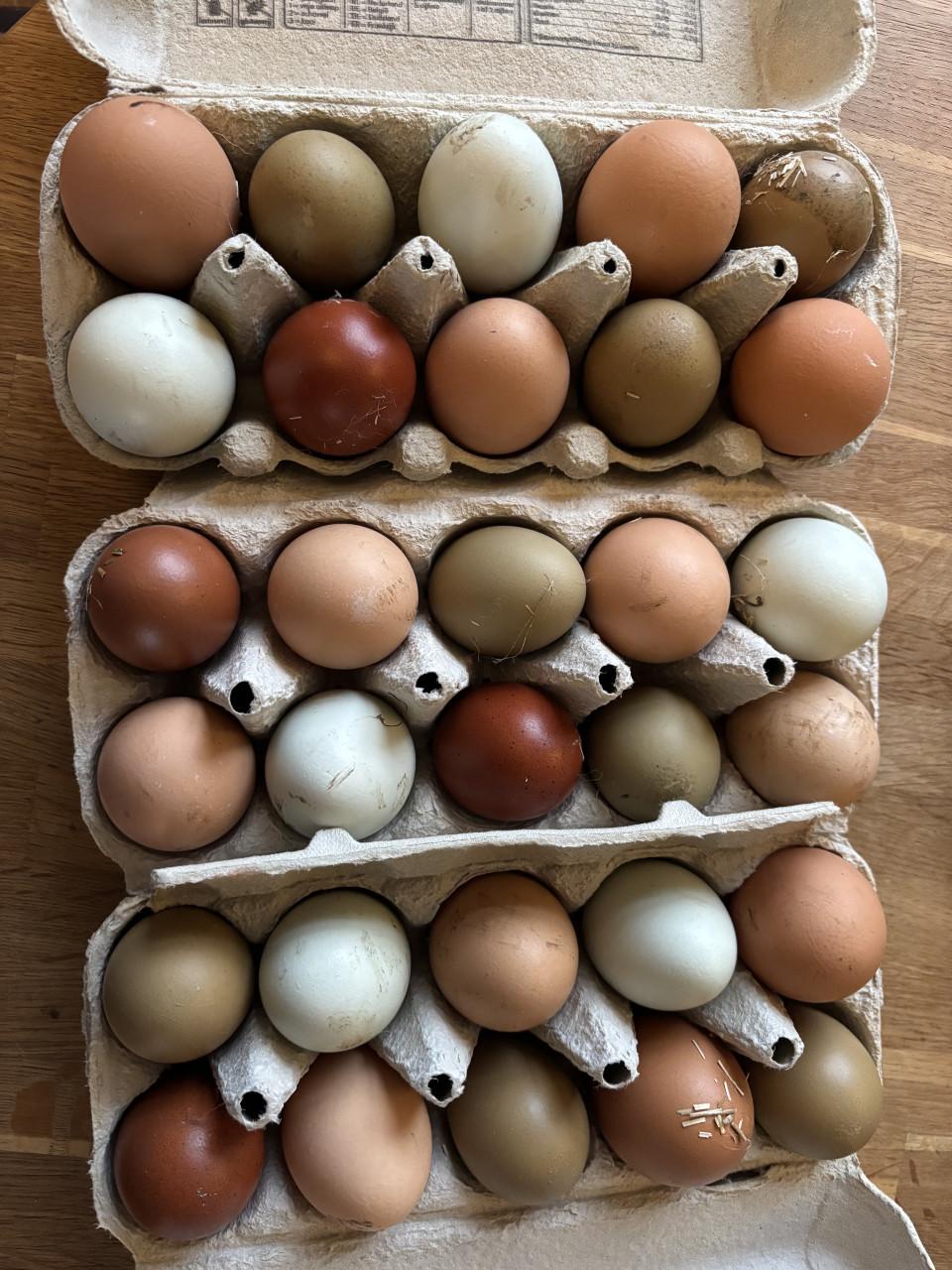 Verschillende kleuren broedeieren.