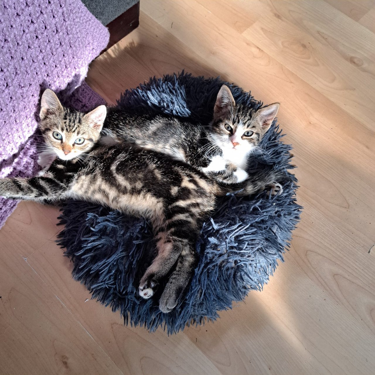 Kittens