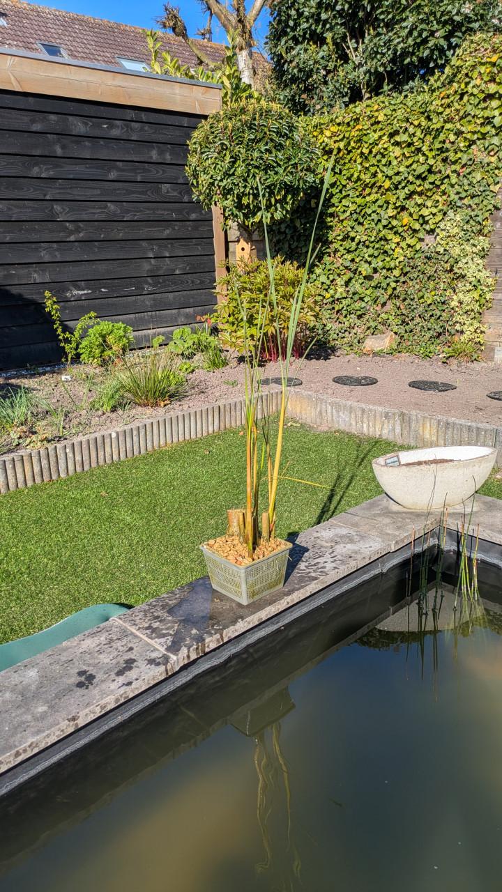 Vijverplant Kleine lisdodde in mand 18x18 cm