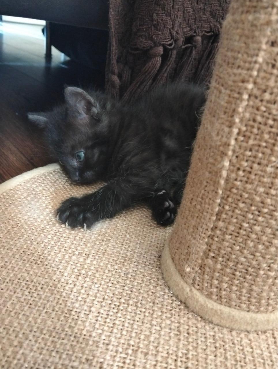 Kittens