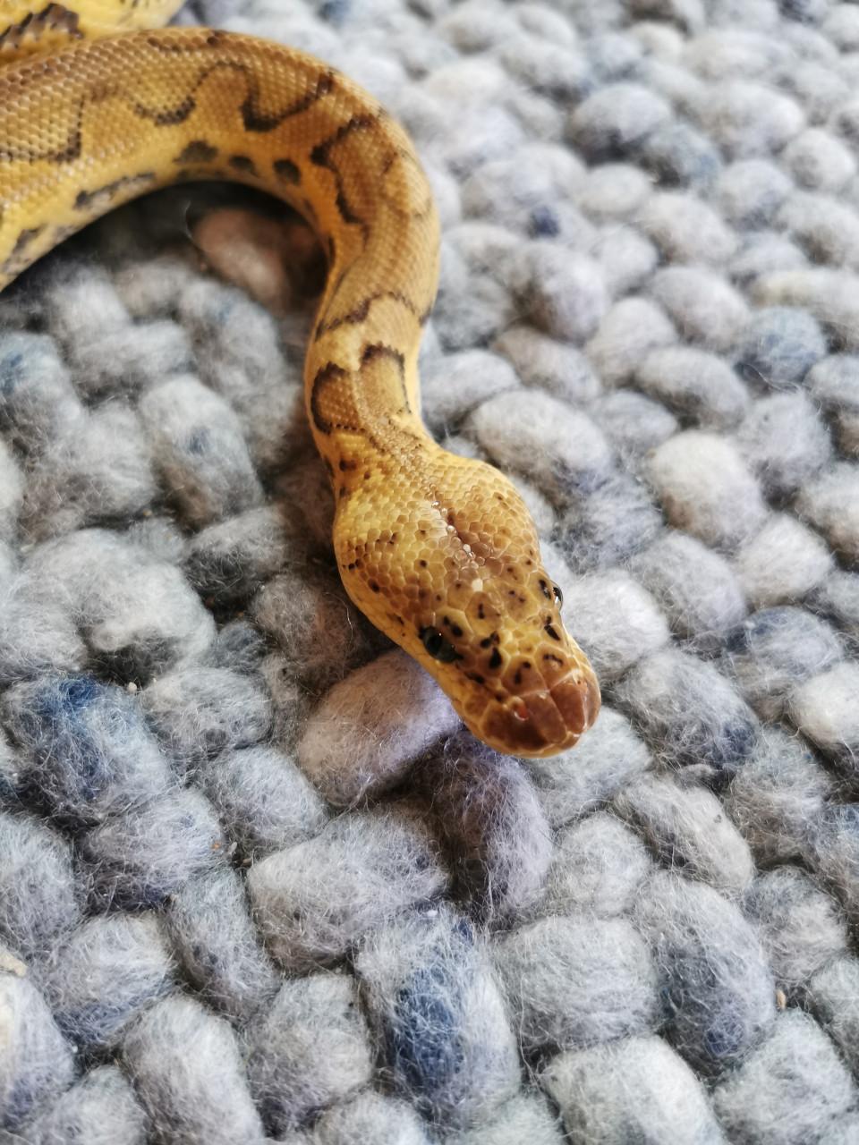 Clown Pastel Koningspython