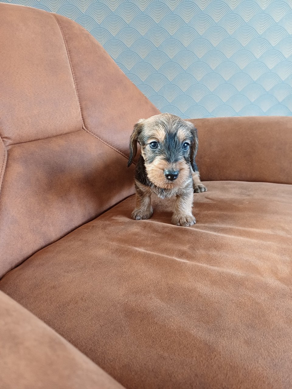 Super leuke Ruwhaar Dwerg Teckel pups