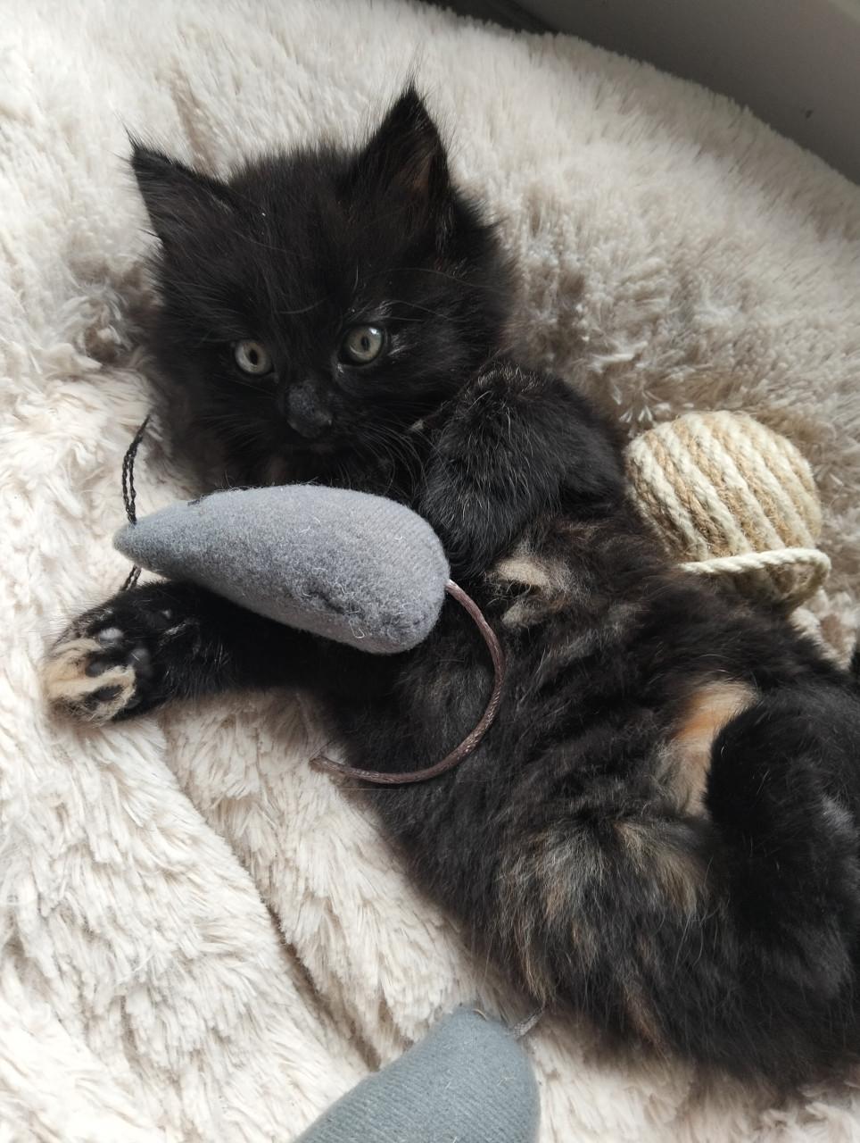 Kitten - vrouwtje