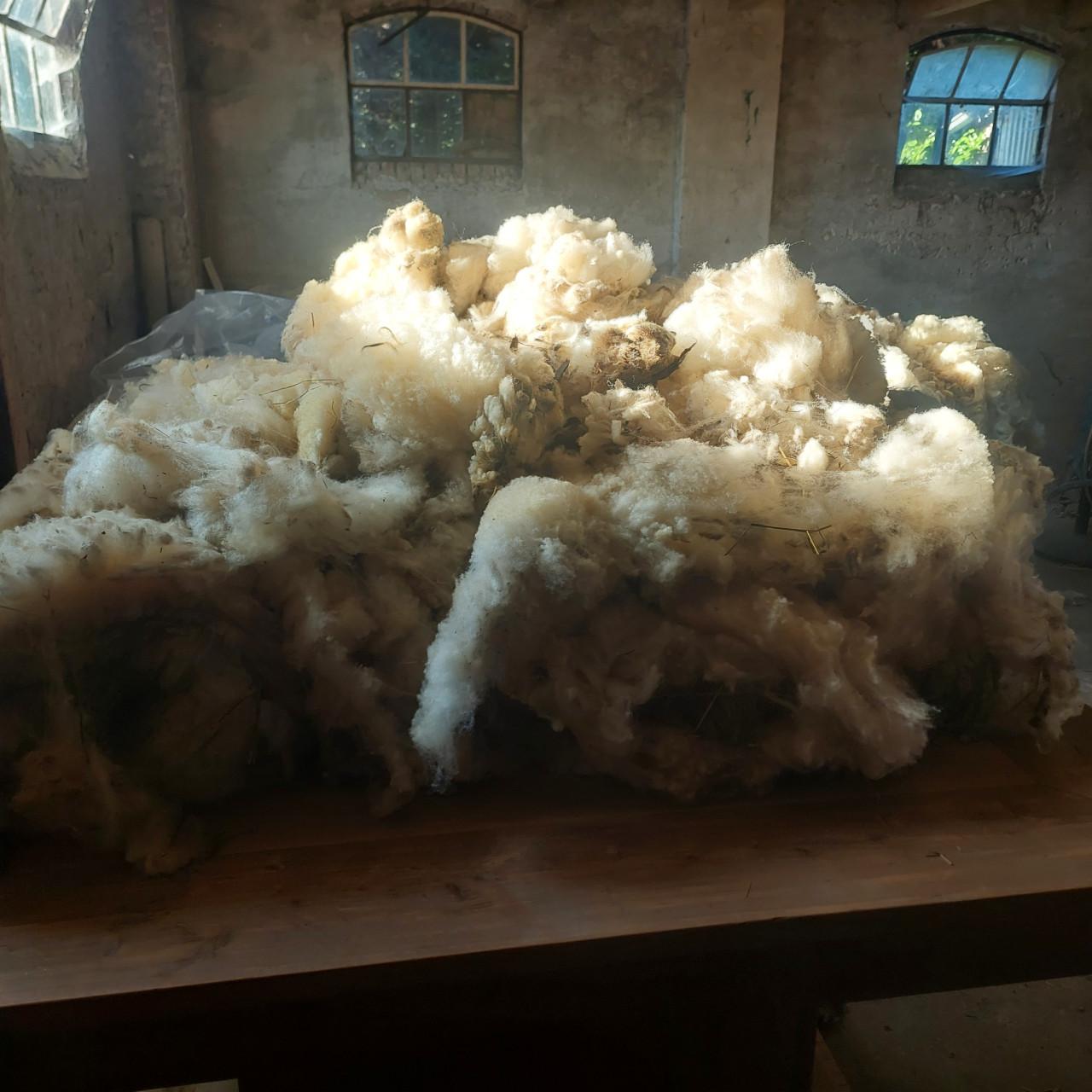 TE KOOP Schapenwol
