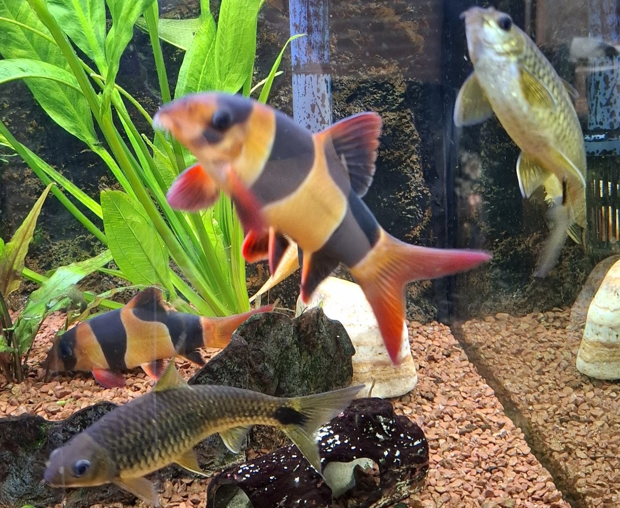 Aquariumvissen