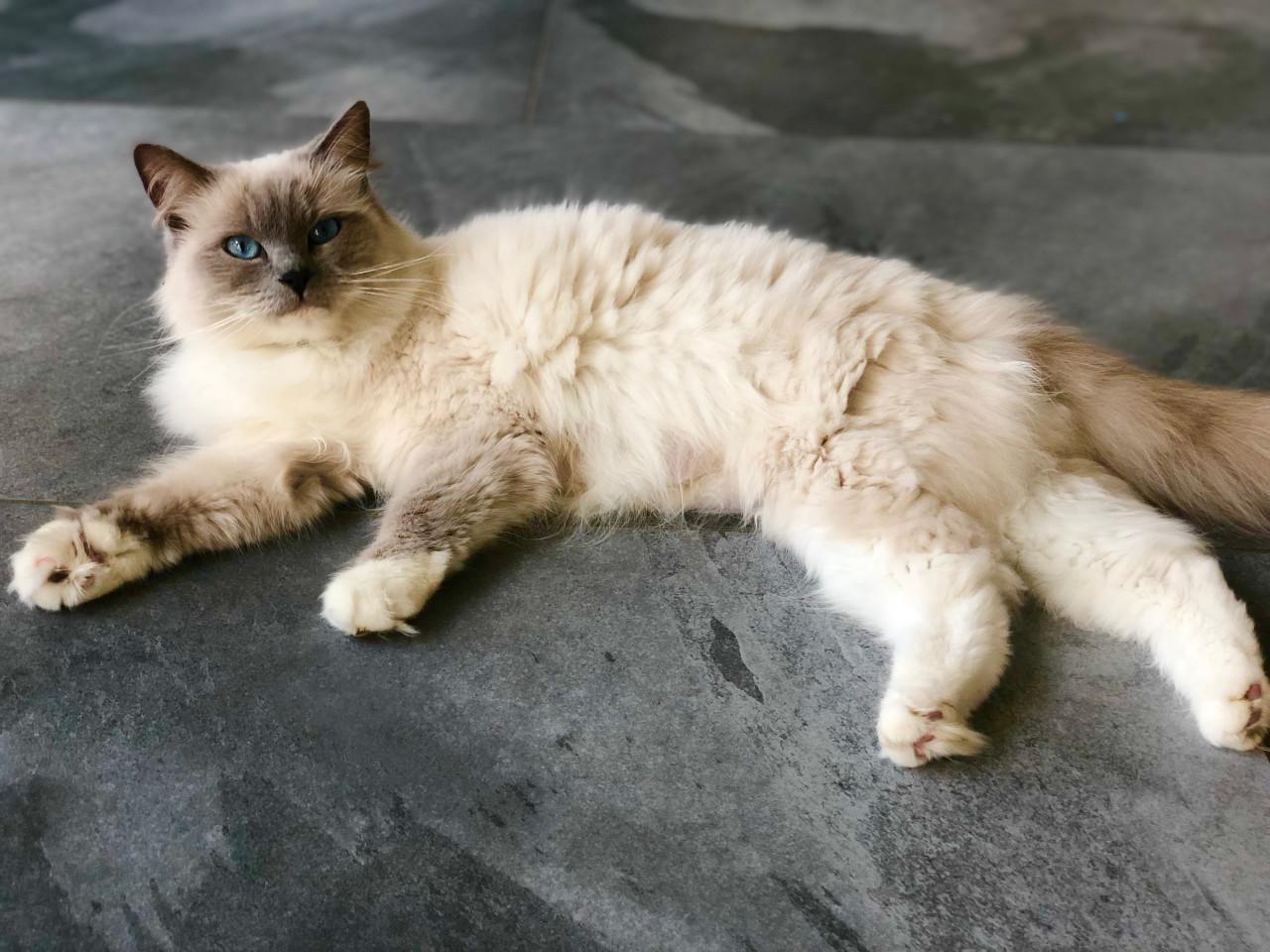 Ragdoll x Nebelung kittens katertjes en poesjes beschikbaar