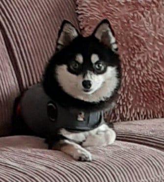Pomsky F2