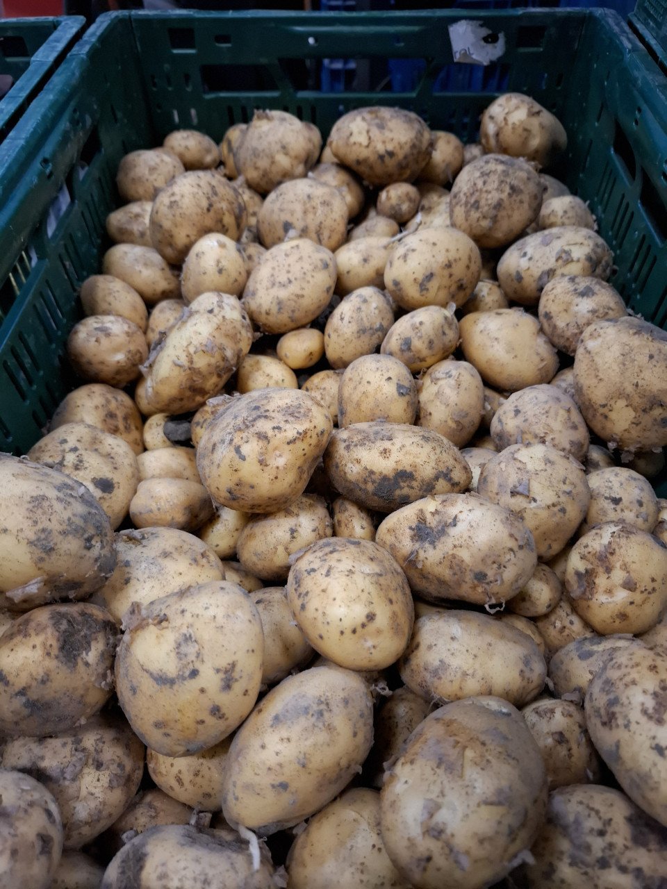 Zeeuwse frieslander aardappelen nieuwe oogst!