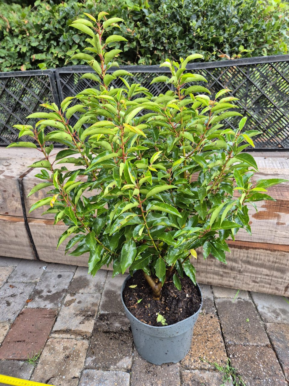 Portugese laurier bossige haagplanten 70-90 cm